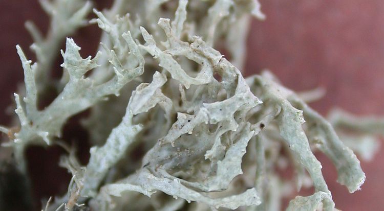 Ramalina inflata from China, Yunnan 