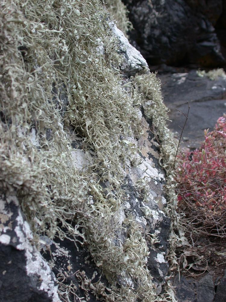 Ramalina ketner-oostrae from Saint Helena 