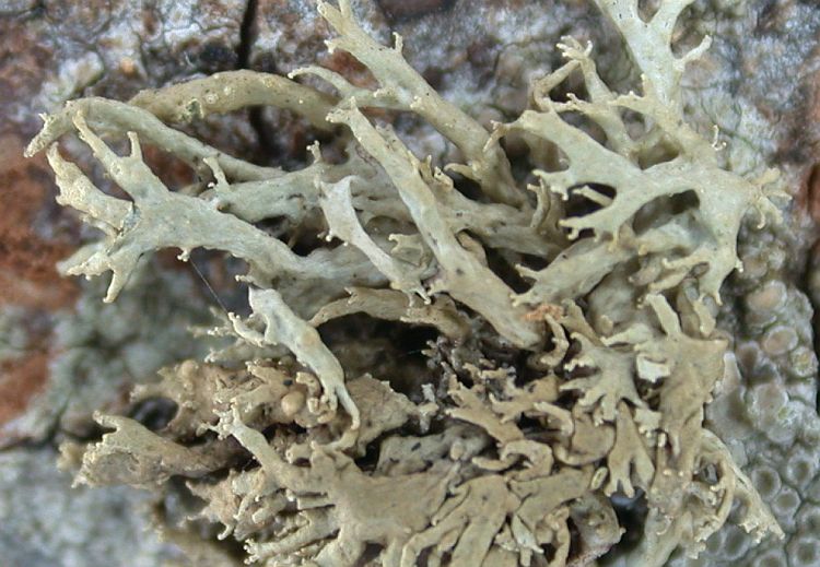 Ramalina minuscula from Hong Kong 