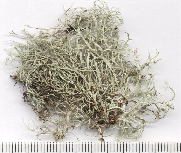 Ramalina peruviana from Brazil 