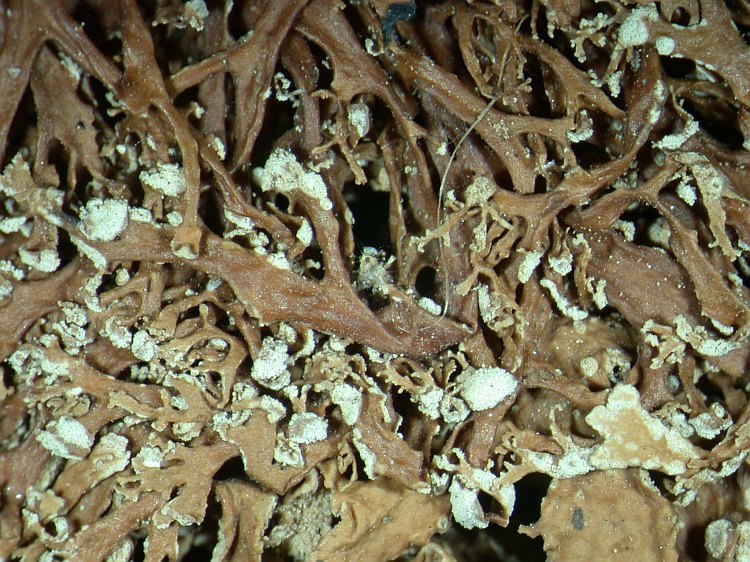 Ramalina pollinaria from NE Pakistan leg. S.Iqbal 97; herb. LAH