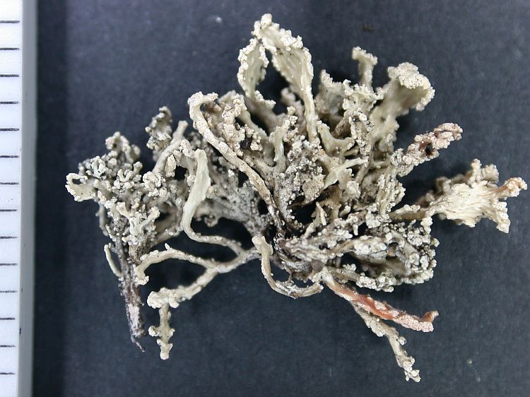 Ramalina polyforma from Ecuador, Galápagos 