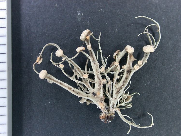 Ramalina puiggarii from Ecuador, Galápagos 