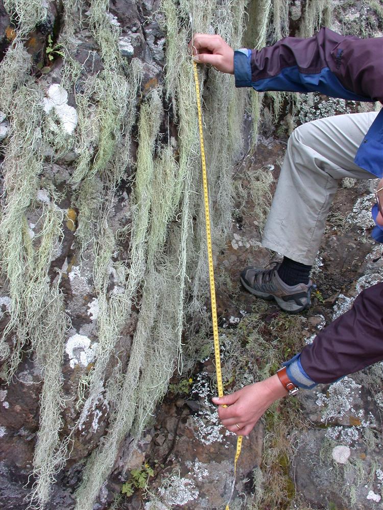 Ramalina rigidella from Saint Helena 