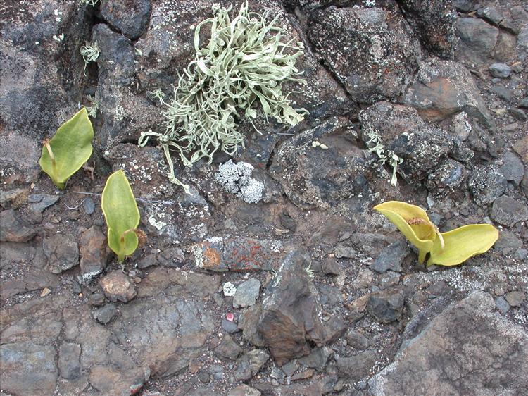 Ramalina sanctae-helenae from Saint Helena 