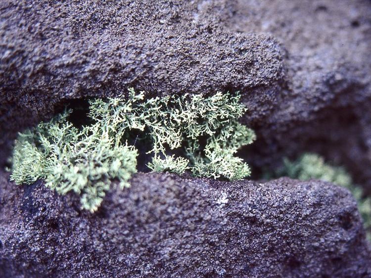 Ramalina seawardii from Taiwan Living plant on lava rock in northern Taiwan
