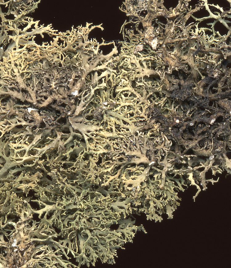 Ramalina seawardii from Taiwan leg. Sparrius 5500