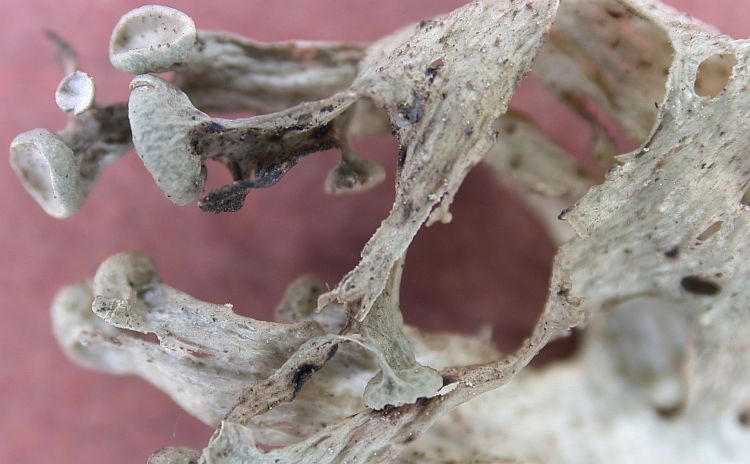 Ramalina sinensis from China, Yunnan 