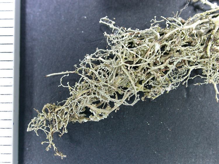 Ramalina sorediosa from Ecuador, Galápagos 