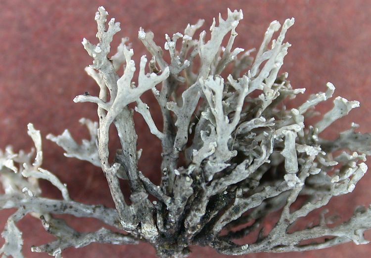 Ramalina throwerae from Hong Kong 