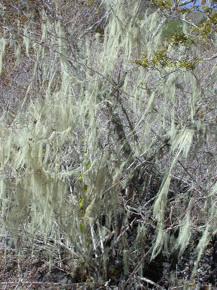 Ramalina usnea from Ecuador, Galápagos 