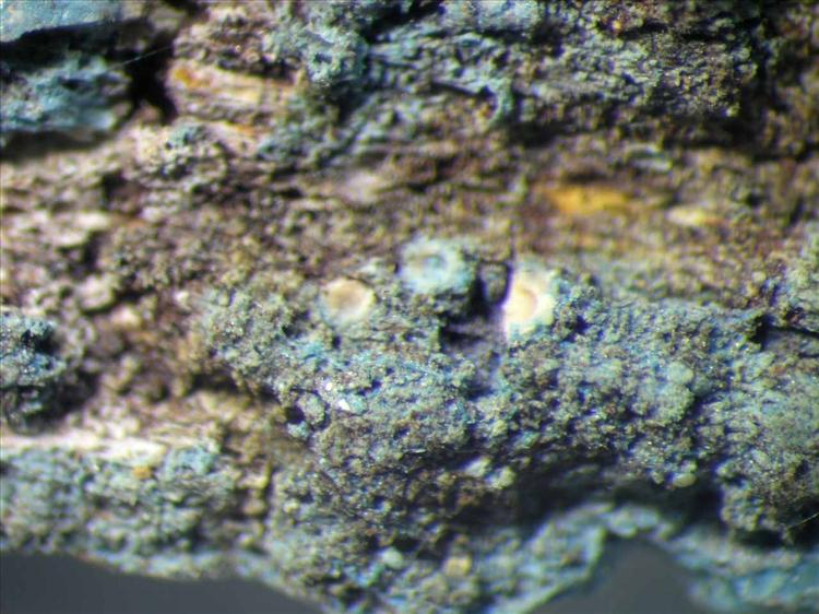 Ramonia microspora from Singapore Habitus. leg. Sipman 46350. Image width = 4 mm.