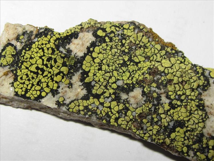 Rhizocarpon sp from Pakistan Found on Rock