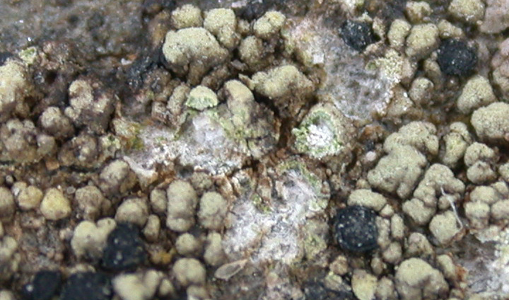 Rhizocarpon superficiale from Taiwan 