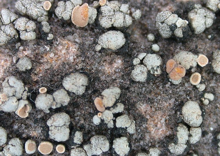 Rhizoplaca subdiscrepans from China, Yunnan 