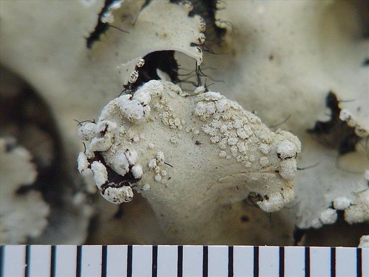 Parmotrema diffractaicum from Brazil, Rio Grande do Sul 