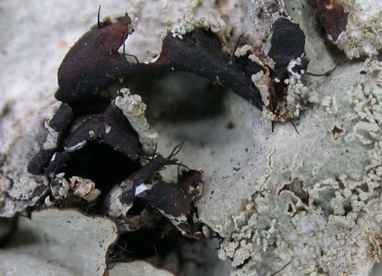 Rimelia pustulata from Taiwan 