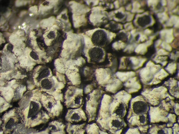Rinodina antillarum from Netherlands Antilles, Saba Habitus. leg. B. Buck 50715. Image width = 4 mm.