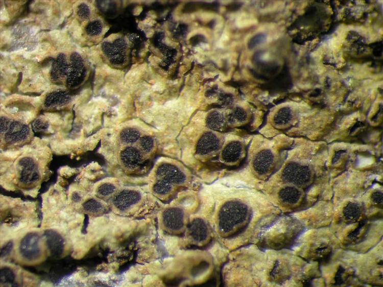 Rinodina cinereovirescens from Singapore Habitus. leg. Sipman 46265. Image width = 4 mm.