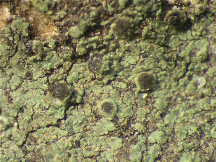 Rinodina intrusa from Netherlands Antilles, Saba Habitus. leg. Sipman  54900. Image width = 4 mm.