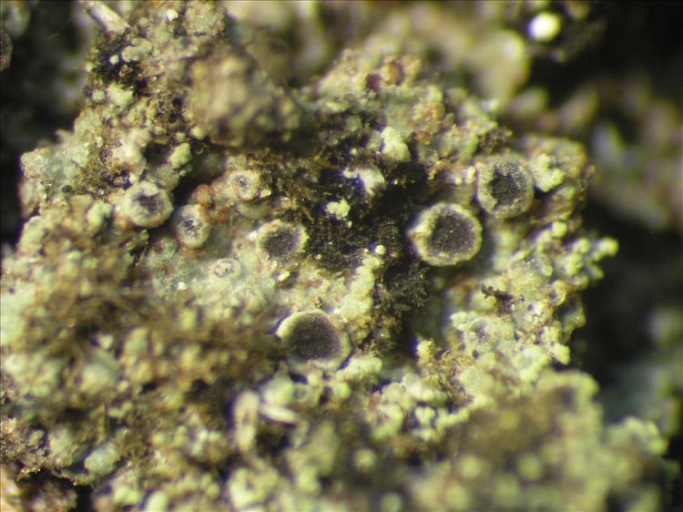 Rinodina intrusa from Netherlands Antilles, Saba Habitus. leg. Sipman  54907. Image width = 4 mm.