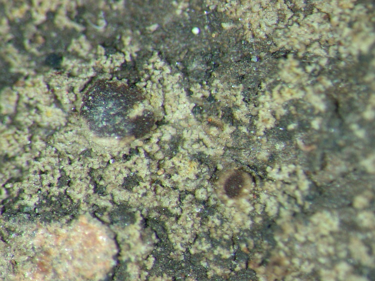 Rinodina malangica from NE Pakistan leg. S.Iqbal 238; herb. LAH