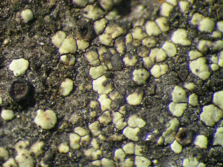 Rinodina pyxinoides from Netherlands Antilles, Saba Habitus. leg. B. Buck 50658. Image width = 4 mm.