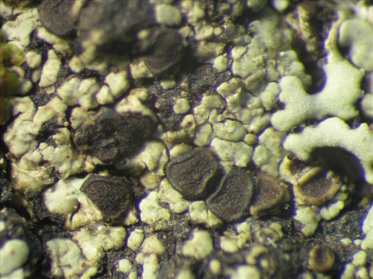 Rinodina pyxinoides from Netherlands Antilles, Saba Habitus. leg. B. Buck 50926. Image width = 4 mm.