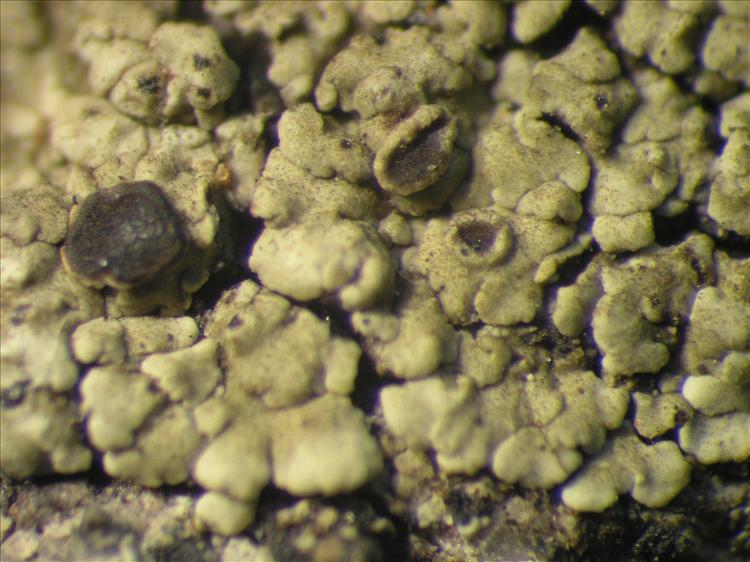 Rinodina pyxinoides from Netherlands Antilles, Saba Habitus. leg. Sipman  15304. Image width = 4 mm.