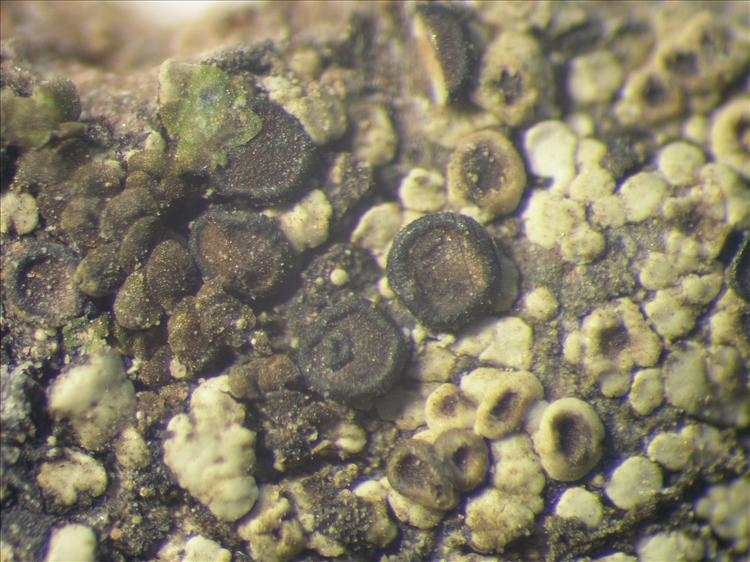 Rinodina pyxinoides from Netherlands Antilles, Saba Habitus. leg. Sipman  15230. Image width = 4 mm.