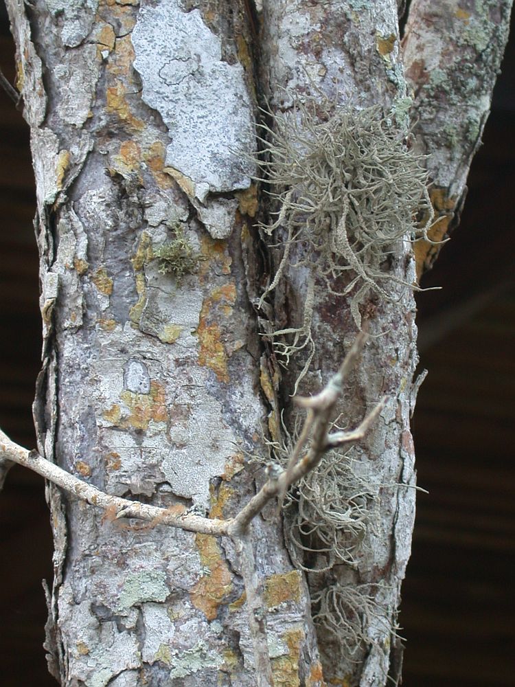 Roccella gracilis from Ecuador, Galápagos 