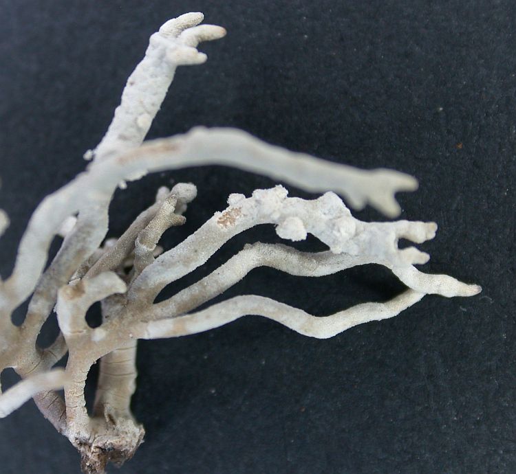 Roccella margaritifera from Ecuador, Galápagos 