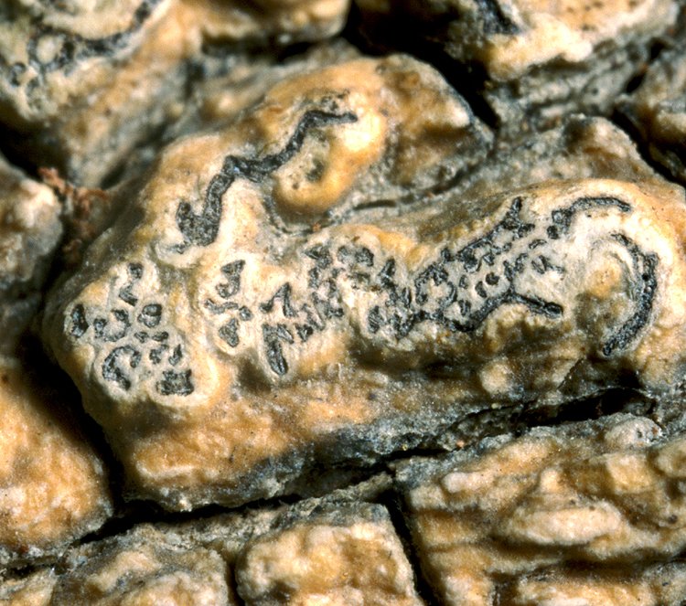 Sarcographa concisa from Borneo type specimen