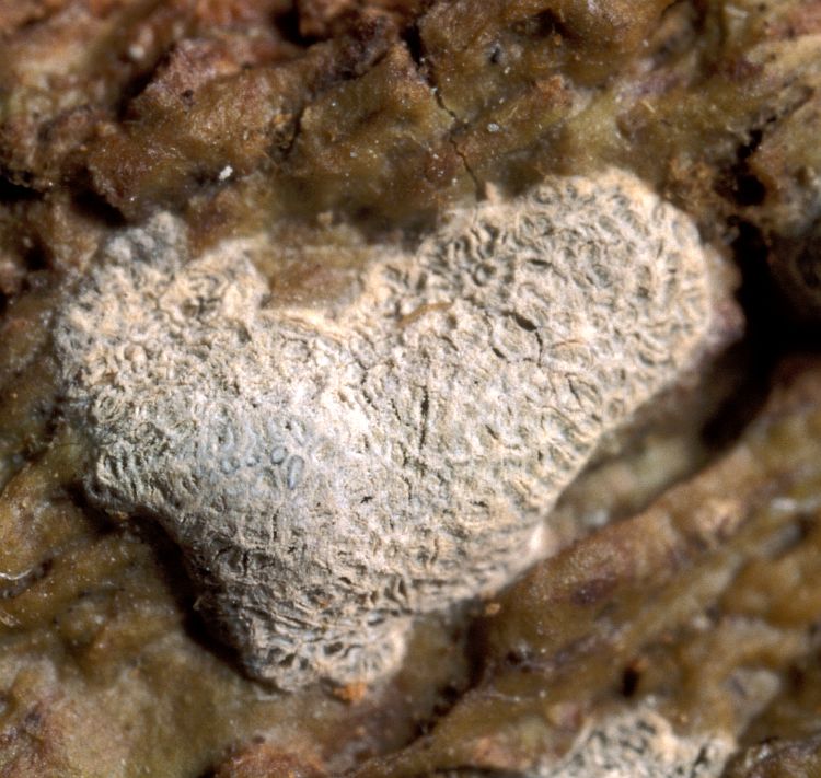 Sarcographa lactea from Indonesia, Java type specimen