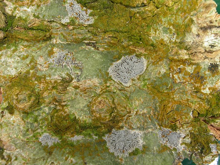 Sarcographa fenicis from Vietnam, Hanoi region leg. Sparrius 8468