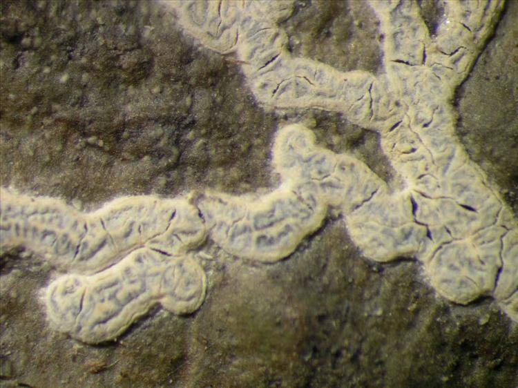 Sarcographa heteroclita from Singapore Habitus. leg. Sipman 45892. Image width = 4 mm.