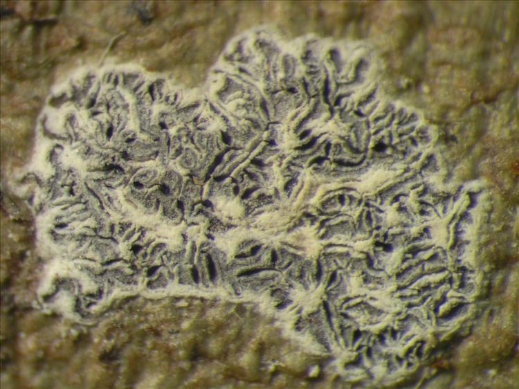 Sarcographa labyrinthica from Netherlands Antilles, Saba Habitus. leg. Sipman  15347. Image width = 4 mm.