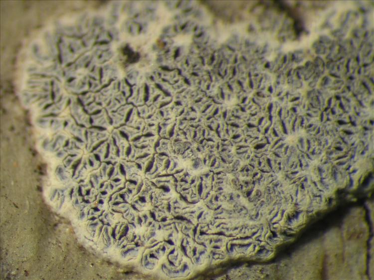 Sarcographa labyrinthica from Netherlands Antilles, Sint  Eustatius Habitus. leg. Sipman  14970. Image width = 4 mm.