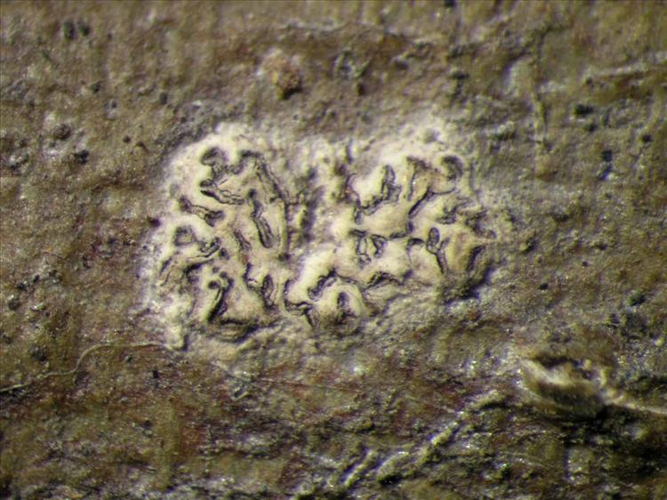 Sarcographa labyrinthica from Singapore Habitus. leg. Sipman 46117. Image width = 4 mm.