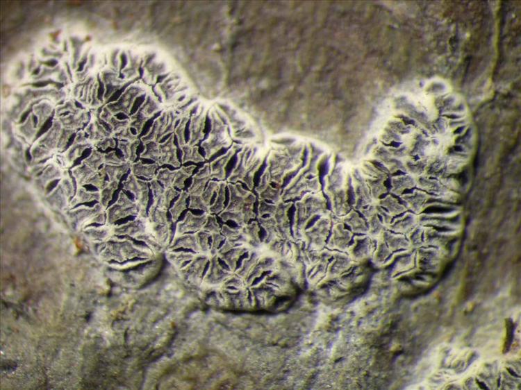 Sarcographa labyrinthica from Singapore Habitus. leg. Sipman 45911. Image width = 4 mm.