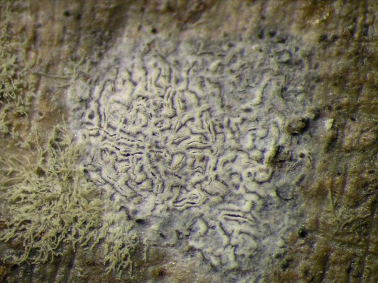 Sarcographa labyrinthica from Singapore Habitus. leg. Sipman 45896. Image width = 4 mm.