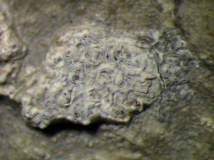 Sarcographa labyrinthica from Singapore Habitus. leg. Sipman 46413. Image width = 4 mm.