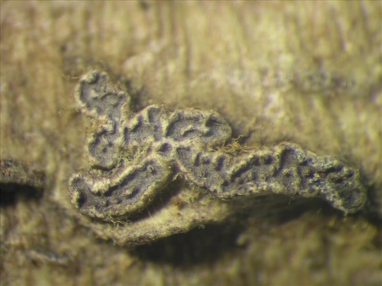 Sarcographa ramificans from Netherlands Antilles, Sint  Eustatius Habitus. leg. Sipman  15124. Image width = 4 mm.