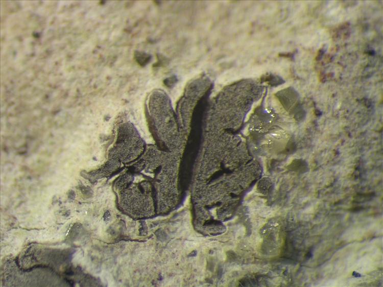 Sarcographa tricosa from Netherlands Antilles, Saba Habitus. leg. B. Buck 50565. Image width = 4 mm.