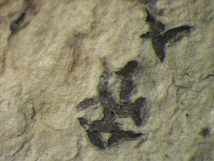 Sarcographa tricosa from Netherlands Antilles, Sint  Eustatius Habitus. leg. Sipman  15130. Image width = 4 mm.