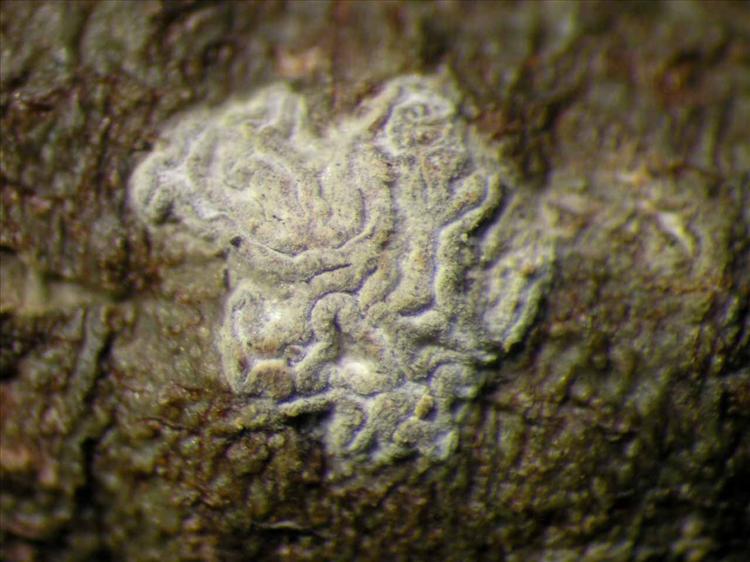 Sarcographina glyphiza from Singapore Habitus. leg. Sipman 45831. Image width = 4 mm.