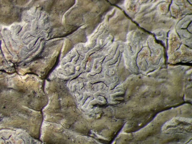 Sarcographina glyphiza from Singapore Habitus. leg. Sipman 46284. Image width = 4 mm.