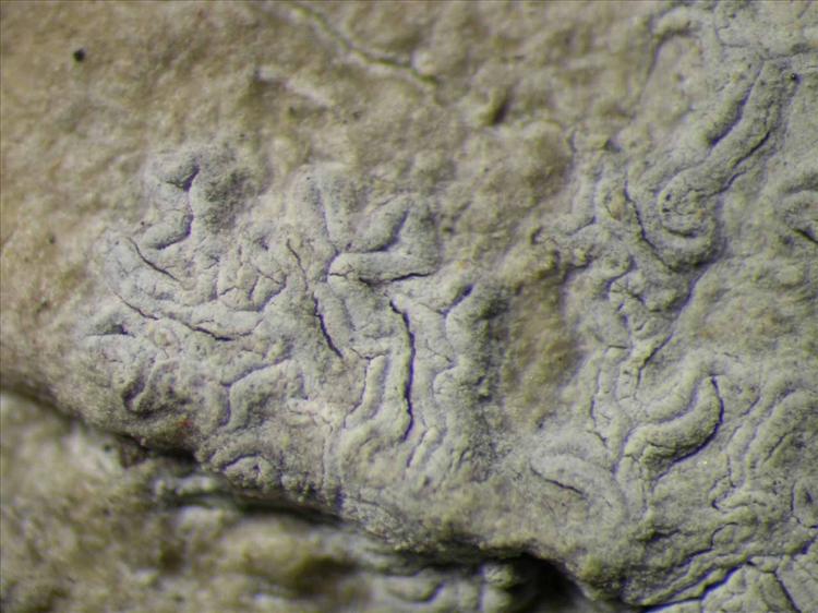 Sarcographina glyphiza from Singapore Habitus. leg. Sipman 46303. Image width = 4 mm.