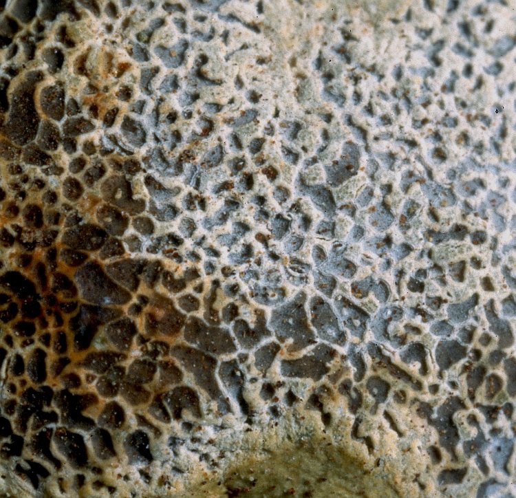 Sarcographina sandwicensis from Hawaii Sarcographina sandwicensis Zahlbr. (W) holotype
