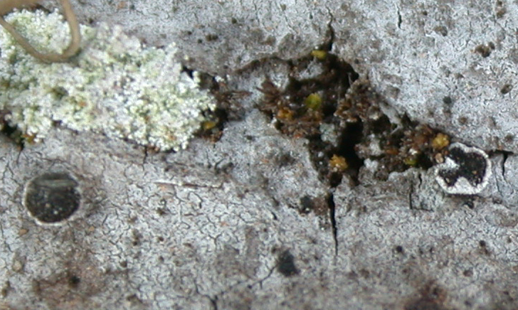 Schismatomma pericleum from China, Yunnan 